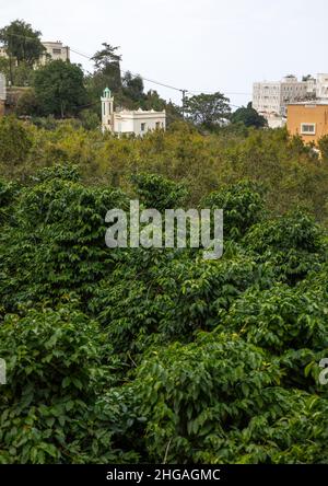 Kaffee- und Khat-Plantage auf dem Bauernhof Al Kawbaa, Provinz Jizan, Faifa-Gebirge, Saudi-Arabien Stockfoto