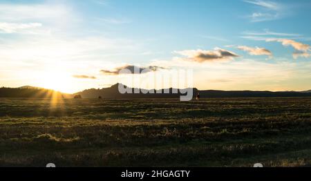 Wildpferde grasen auf der Sommerwiese bei Sonnenuntergang Stockfoto