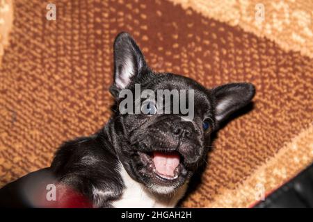 Lustige französische Bulldogge in Schwarz mit einer weißen Brust will spielen. Nahaufnahme im Hochformat. Stockfoto