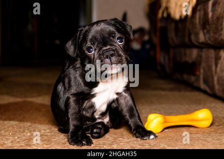 Eine lustige 2 Monate alte schwarze französische Bulldogge mit einer weißen Brust sitzt neben einem Spielzeug in Form eines Knochens. Nahaufnahme im Hochformat. Stockfoto