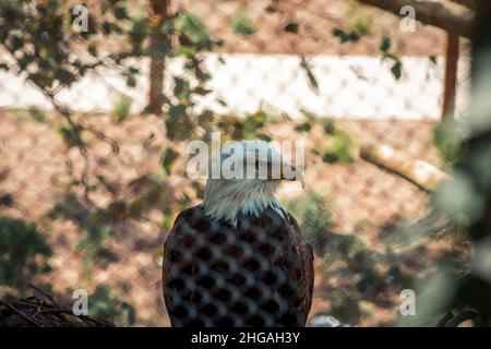 Der Weißkopfseeadler thronte in seinem Gehege im Zoo Stockfoto
