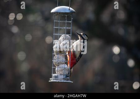 Ein Dendrocopos Major, allgemein bekannt als Großfleckiger Specht, thront auf einem Vogelfutterhaus Stockfoto