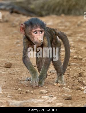 Baby olivfarbener Pavian (Papio anubis) beim Spielen, Ngorongoro Krater, Tansania, Afrika Stockfoto