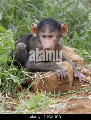 Baby Olive Pavian (Papio anubis) spielt auf einem Felsen im Ngorongoro Krater, Tansania, Afrika Stockfoto