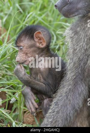 Baby olivfarbener Pavian (Papio anubis), der einen Grashalm im Ngorongoro-Krater, Tansania, Afrika, verkostet Stockfoto