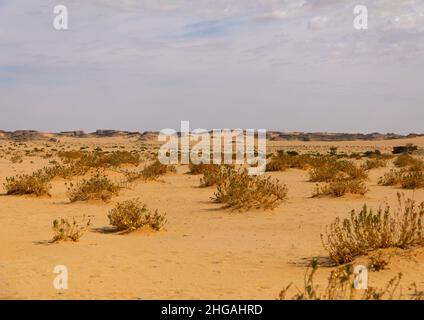 Trockene Landschaft in der Wüste, Provinz Najran, Thar, Saudi-Arabien Stockfoto