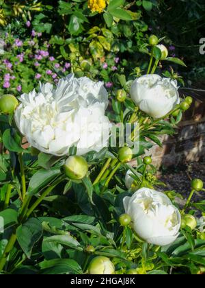 Nahaufnahme von romantischen weißen Pfingstrosen-Blumen in natürlicher Gartenumgebung Stockfoto