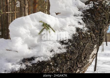 Schnee und ein zerbrochener Fichtenzweig auf einem Birkenstamm Nahaufnahme auf dem Hintergrund eines Winterwaldes an einem sonnigen Tag. Stockfoto