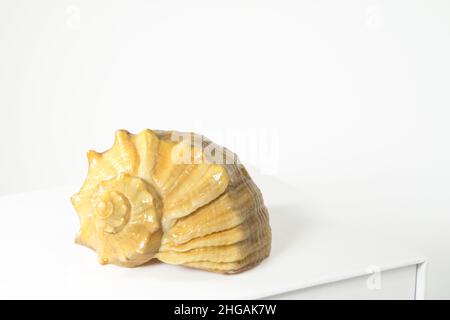 Leere Meeresmuschel-Rapana oder große räuberische Meeresschnecke auf weißem Tisch auf weißem Hintergrund. Kopierbereich, isoliert auf Weiß. Stockfoto