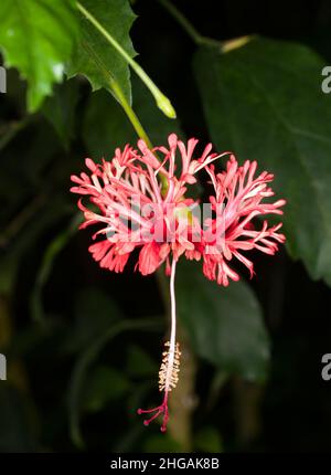 Korallenhibiskus - Hibiscus schizopetalus Stockfoto