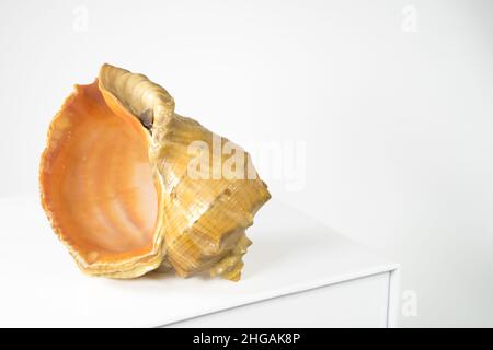 Leere Meeresmuschel-Rapana oder große räuberische Meeresschnecke auf weißem Tisch auf weißem Hintergrund. Kopierbereich, isoliert auf Weiß. Stockfoto