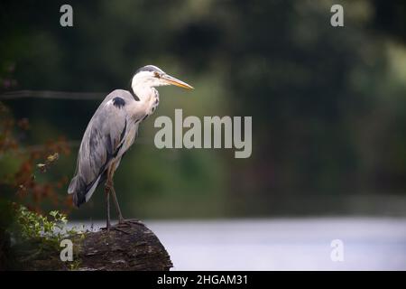 Graureiher (Ardea cinerea), Emsland, Niedersachsen, Deutschland Stockfoto