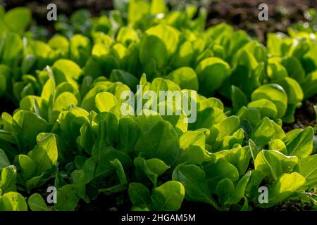 Bio-Salatblätter im Gewächshaus. Detail von selbst gewachsenen Setzlingen mit Frost auf ihnen im frühen Frühjahr. Stockfoto