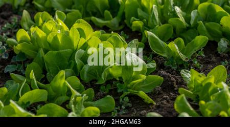 Bio-Salatblätter im Gewächshaus. Detail von selbst gewachsenen Setzlingen mit Frost auf ihnen im frühen Frühjahr. Stockfoto