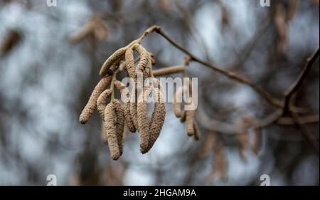 Europäische Schwarzerle (Alnus glutinosa) auch bekannt als Common , Black oder Europäische Erle. Hängender männlicher Blütenstand. Stockfoto