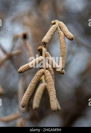 Europäische Schwarzerle (Alnus glutinosa) auch bekannt als Common , Black oder Europäische Erle. Hängender männlicher Blütenstand. Stockfoto