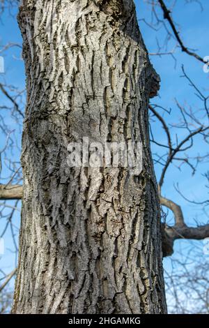 Walnussbaum (Juglans regia) Stamm.der Baum, den ich auch als Persisch, Karpaten, Englisch, Madeira oder Common Walnuss bekannt. Detail einer Rinde. Nahaufnahme. Stockfoto