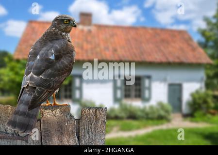 Eurasischer Sperber / nördlicher Sperber (Accipiter nisus), der auf einem verwitterten Holzzaun thront und nach Gartenvögeln sucht. Digitale Kompo Stockfoto