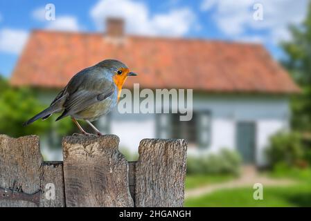 Europäischer Rotkehlchen (Erithacus rubecula) auf verwittertem Holzgartenzaun des Hauses auf dem Land thront Stockfoto