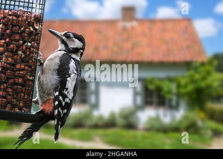 Buntspecht (Dendrocopos major) jugendliches Männchen, das Erdnüsse aus dem Vogelfutterhäuschen / Vogelfutterhäuschen im Garten des Hauses auf dem Land isst Stockfoto