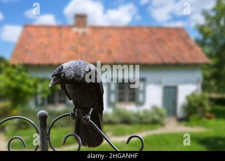Westliche Dohle / Europäische Dohle (Corvus monedula / Coloeus monedula) auf dem Zaun im Garten des Hauses in der Landschaft thront Stockfoto