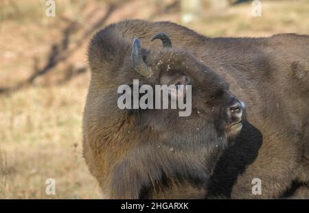 Bison oder europäischer Bison (Bos bonasus), Heinz Sielmanns Naturlandschaft, Doeberitzer Heide, Wustermark, Brandenburg, Deutschland Stockfoto