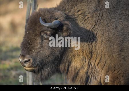 Bison oder europäischer Bison (Bos bonasus), Heinz Sielmanns Naturlandschaft, Doeberitzer Heide, Wustermark, Brandenburg, Deutschland Stockfoto
