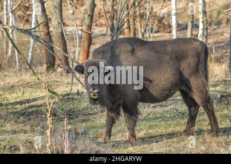 Bison oder europäischer Bison (Bos bonasus), Heinz Sielmanns Naturlandschaft, Doeberitzer Heide, Wustermark, Brandenburg, Deutschland Stockfoto