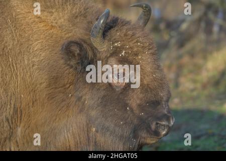 Bison oder europäischer Bison (Bos bonasus), Heinz Sielmanns Naturlandschaft, Doeberitzer Heide, Wustermark, Brandenburg, Deutschland Stockfoto