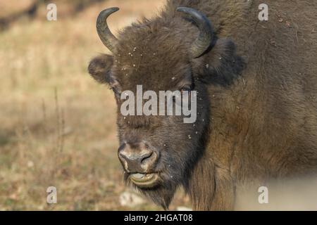 Bison oder europäischer Bison (Bos bonasus), Heinz Sielmanns Naturlandschaft, Doeberitzer Heide, Wustermark, Brandenburg, Deutschland Stockfoto