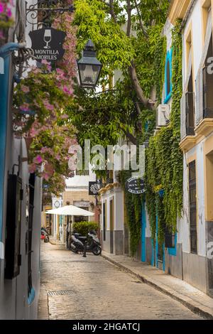 Calle estrecha y florida con un bar al fondo en Córdoba, España Stockfoto