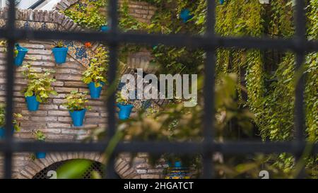 Plantas y muro dentro de una casa y tras una verja de Metal en Córdoba, España Stockfoto