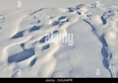 Wind erstellt Muster der Weihnachtstanne auf der Schneeoberfläche - abstrakte Winter verschneiten Hintergrund. Stockfoto