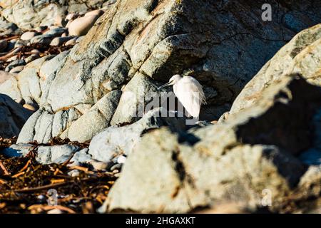 Little Egret (Egretta garzetta) in Trevean Cove, Rosudgeon, Penzance, Cornwall, Großbritannien Stockfoto