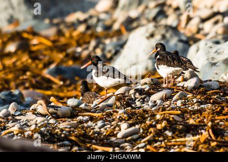 Gruppe von Austernfängern (Haematopus ostralegus) in Trevean Cove, Rosudgeon, Penzance, Cornwall, Großbritannien Stockfoto