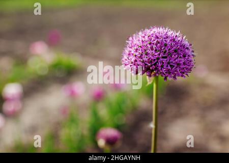 Allium Gladiator blüht im Frühlingsgarten. Lila Blüten wachsen in der Landschaft. Nahaufnahme Stockfoto