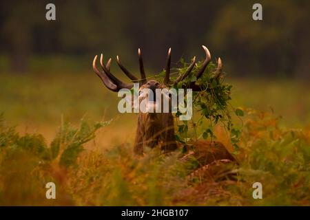 Brüllen, brüllender Rotwild-Hirsch, Hirsch-Hirsch (Cervus elaphus) während der Rutsche, Richmond Park, Großbritannien Stockfoto