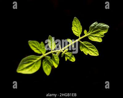 Tomatensämling, der von einem Sonnenstrahl auf schwarzem Hintergrund beleuchtet wird Stockfoto