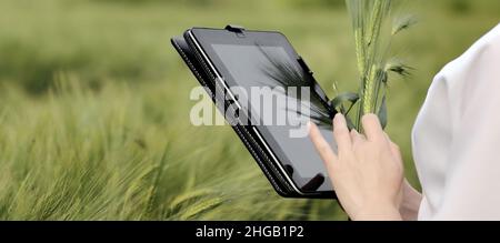 Agronom mit einer Tablette auf dem Feld. Weibliche Hände mit einer Tablette auf dem Hintergrund eines Weizenfeldes. Eco Smart Farming ein Konzept. Stockfoto