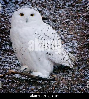 Verschneite Eule Calgary Zoo Alberta Stockfoto