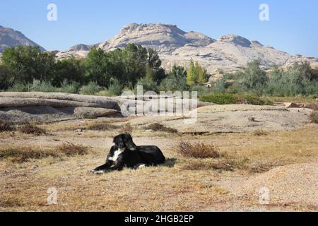 Ein großer schwarzer Hund, der im Sommer bei sonnigem Wetter am Fuße der vulkanischen Berge im Bektau-ATA-Trakt liegt, bei klarem Himmel Stockfoto