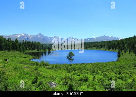 Alpine Altai Lake Kidelyu mit Gras und Bäumen, im Sommer im Hintergrund einer Bergkette Stockfoto