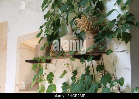 Gelbe Tonkrüge mit Weizenspikelets auf einem Holzregal an einer weißen Wand mit schönem grünen Efeu Stockfoto