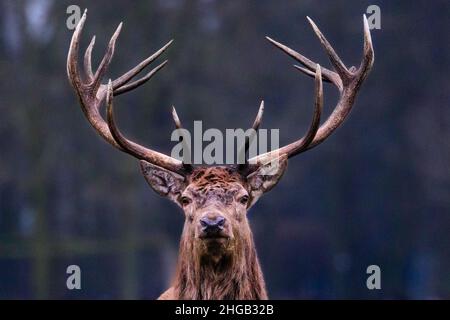 Duelmen, NRW, Deutschland. 19th Januar 2022. Ein Rothirsch (Cervus elaphus) schaut kurz nach oben, um seine Umgebung zu überprüfen. Waldhüter im Naturschutzgebiet Duelmen haben Zuckerrüben als Zusatzfutter für die frei herumlaufenden Rotwild- und Damhirschherden herausgebracht, die den Wald verlassen haben, um auf dem nahegelegenen Grasland zu Futter zu kommen, wo sie wissen, dass an diesem kalten und nassen Januartag Nahrung zur Verfügung gestellt wird. Kredit: Imageplotter/Alamy Live Nachrichten Stockfoto