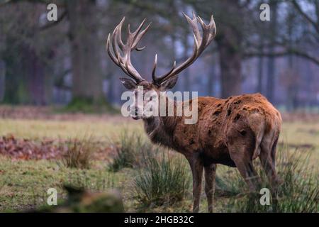 Duelmen, NRW, Deutschland. 19th Januar 2022. Ein Rothirsch (Cervus elaphus) schaut kurz nach oben, um seine Umgebung zu überprüfen. Waldhüter im Naturschutzgebiet Duelmen haben Zuckerrüben als Zusatzfutter für die frei herumlaufenden Rotwild- und Damhirschherden herausgebracht, die den Wald verlassen haben, um auf dem nahegelegenen Grasland zu Futter zu kommen, wo sie wissen, dass an diesem kalten und nassen Januartag Nahrung zur Verfügung gestellt wird. Kredit: Imageplotter/Alamy Live Nachrichten Stockfoto