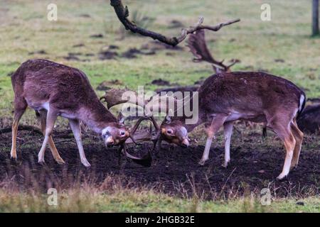 Duelmen, NRW, Deutschland. 19th Januar 2022. Während ihre Brunftzeit offiziell vorbei ist, testen diese beiden Damhirsche (dama dama) noch immer ihre Stärke und Position mit einem langen Kampf, der Geweihe abschreckt. Waldhüter im Naturschutzgebiet Duelmen haben Zuckerrüben als Zusatzfutter für die frei herumlaufenden Rotwild- und Damhirschherden herausgebracht, die den Wald verlassen haben, um auf dem nahegelegenen Grasland zu Futter zu kommen, wo sie wissen, dass an diesem kalten und nassen Januartag Nahrung zur Verfügung gestellt wird. Kredit: Imageplotter/Alamy Live Nachrichten Stockfoto