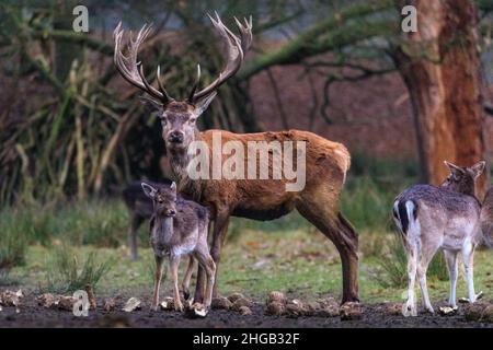 Duelmen, NRW, Deutschland. 19th Januar 2022. Ein junger Damhirsch scheint ungewöhnlich unphazed von einem hohen Rothirsch, der sich der Damhirschgruppe an einem Futterplatz angeschlossen hat. Waldhüter im Naturschutzgebiet Duelmen haben Zuckerrüben als Zusatzfutter für die frei herumlaufenden Rotwild- und Damhirschherden herausgebracht, die den Wald verlassen haben, um auf dem nahegelegenen Grasland zu Futter zu kommen, wo sie wissen, dass an diesem kalten und nassen Januartag Nahrung zur Verfügung gestellt wird. Kredit: Imageplotter/Alamy Live Nachrichten Stockfoto