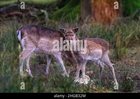 Duelmen, NRW, Deutschland. 19th Januar 2022. Ein kleiner Damhirsch (dama dama) bleibt immer noch in der Nähe von Mama. Waldhüter im Naturschutzgebiet Duelmen haben Zuckerrüben als Zusatzfutter für die frei herumlaufenden Rotwild- und Damhirschherden herausgebracht, die den Wald verlassen haben, um auf dem nahegelegenen Grasland zu Futter zu kommen, wo sie wissen, dass an diesem kalten und nassen Januartag Nahrung zur Verfügung gestellt wird. Kredit: Imageplotter/Alamy Live Nachrichten Stockfoto