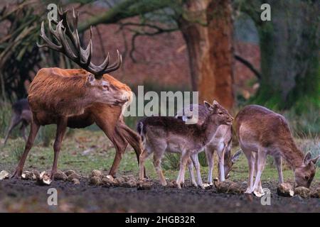 Duelmen, NRW, Deutschland. 19th Januar 2022. Ein junger Damhirsch scheint ungewöhnlich unphazed von einem hohen Rothirsch, der sich der Damhirschgruppe an einem Futterplatz angeschlossen hat. Waldhüter im Naturschutzgebiet Duelmen haben Zuckerrüben als Zusatzfutter für die frei herumlaufenden Rotwild- und Damhirschherden herausgebracht, die den Wald verlassen haben, um auf dem nahegelegenen Grasland zu Futter zu kommen, wo sie wissen, dass an diesem kalten und nassen Januartag Nahrung zur Verfügung gestellt wird. Kredit: Imageplotter/Alamy Live Nachrichten Stockfoto