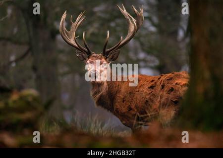 Duelmen, NRW, Deutschland. 19th Januar 2022. Ein Rothirsch (Cervus elaphus) schaut kurz nach oben, um seine Umgebung zu überprüfen. Waldhüter im Naturschutzgebiet Duelmen haben Zuckerrüben als Zusatzfutter für die frei herumlaufenden Rotwild- und Damhirschherden herausgebracht, die den Wald verlassen haben, um auf dem nahegelegenen Grasland zu Futter zu kommen, wo sie wissen, dass an diesem kalten und nassen Januartag Nahrung zur Verfügung gestellt wird. Kredit: Imageplotter/Alamy Live Nachrichten Stockfoto